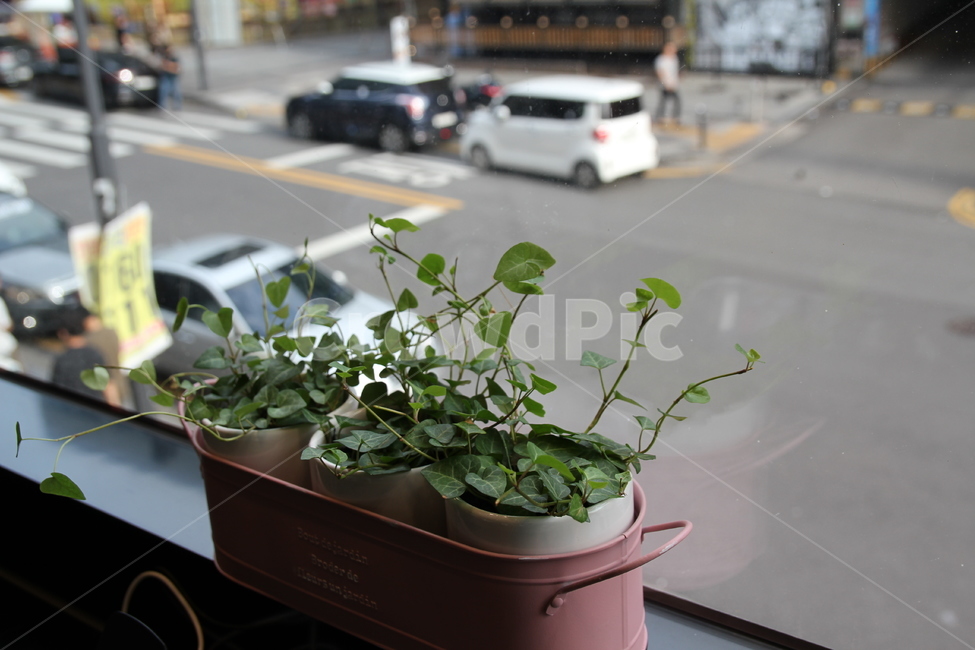 화분,미니화분,창문,거리,식물