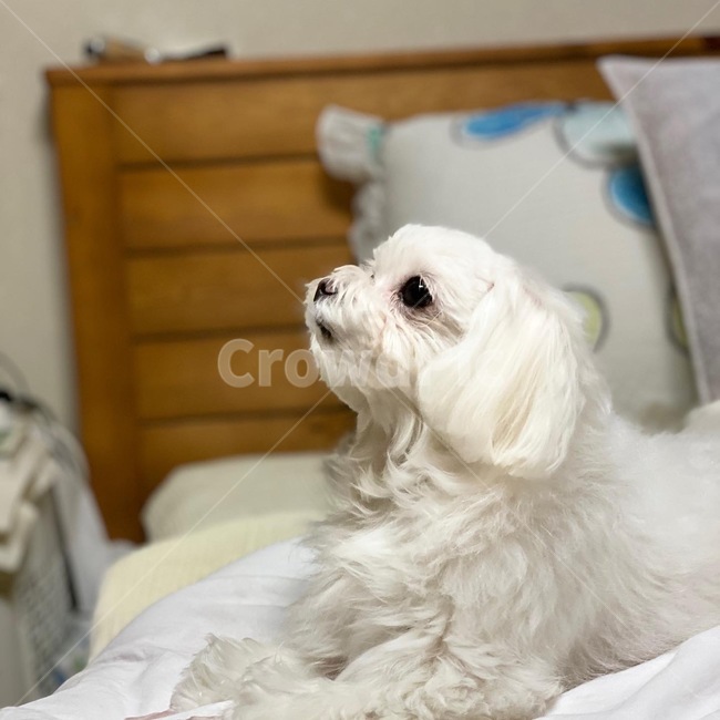 포유류,pet,애완동물,동물,animal,dog,개