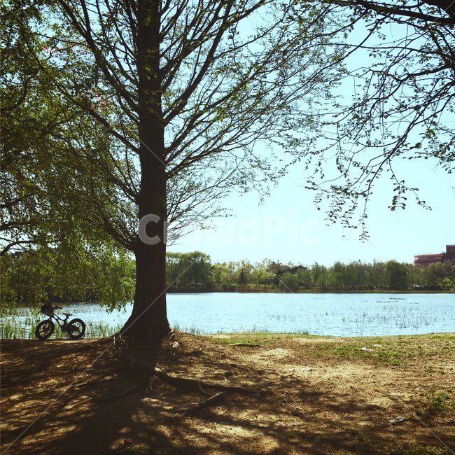 호수,공원,자연,풍경,lake,landscape,자연,풍경,nature,landscape,식물,plants,나무,trees,wood,tree,plant,tree trunk,나무 줄기