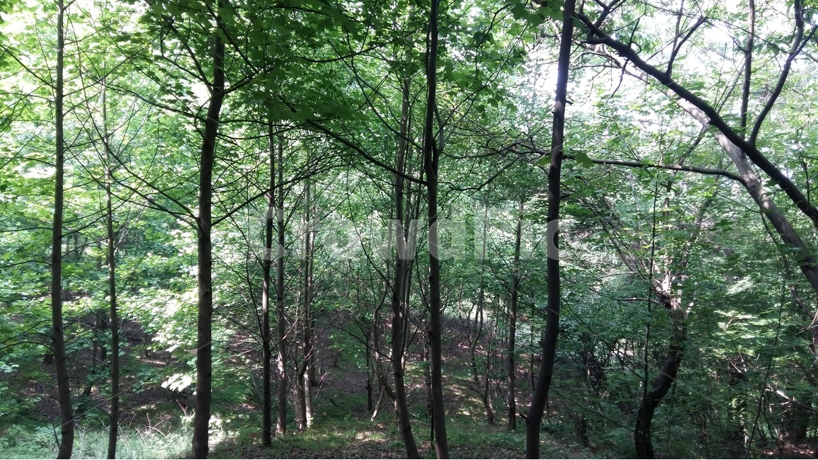 숲,나무,자연,풍경,산책,자연,풍경,nature,landscape,식물,plants,나무,trees,wood,vegetation,초목,plant,outdoors,옥외,land,땅,tree,forest,woodland,삼림지,grove,작은 숲