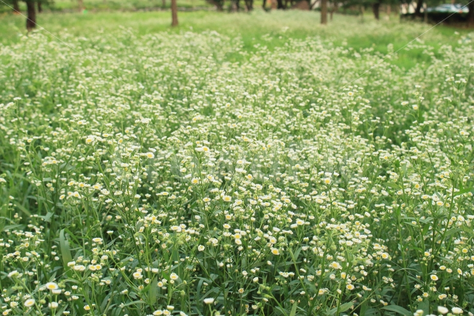 벚꽃,사진,dslr,봄취미,700d,꽃,사진스타그램,화랑유원지,안산,안산시,인가,작년,작년봄,따뜻,취미,취미생활,취미스타그램,cannon,2017,2016,초지역,역,길,꽃길,파스텔톤,파스텔,spring,군인,식물,감성사진,여름꽃,식물,자연,plants,nature,꽃,flower