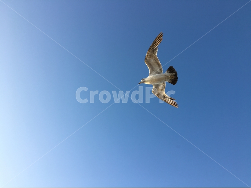 갈매기,비행,날개,바다,하늘,새,조류,동물,여름,비상,창공,청공,bird,gull,seagull,동물,animal,조류,새,birds