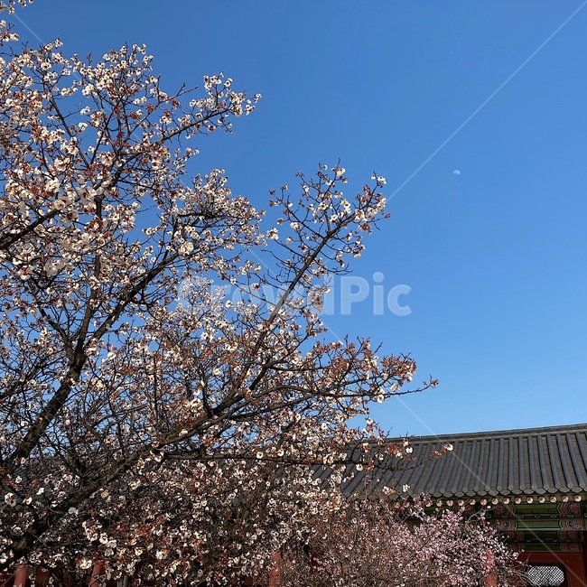 plant,식물,cherryblossom,blossom,sakura,spring,moon,sky,봄,달,하늘,한옥,한국,korea,벚꽃,꽃,벚꽃나무