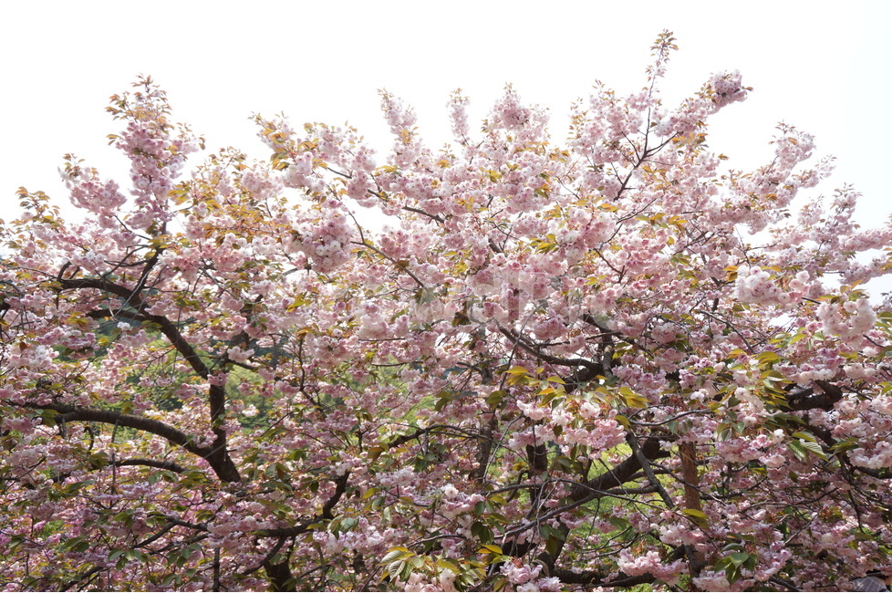 겹벚꽃,개심사,핑크,꽃,봄,풍경,봄,계절,spring,season,식물,자연,plants,nature,꽃,flower,plant,blossom