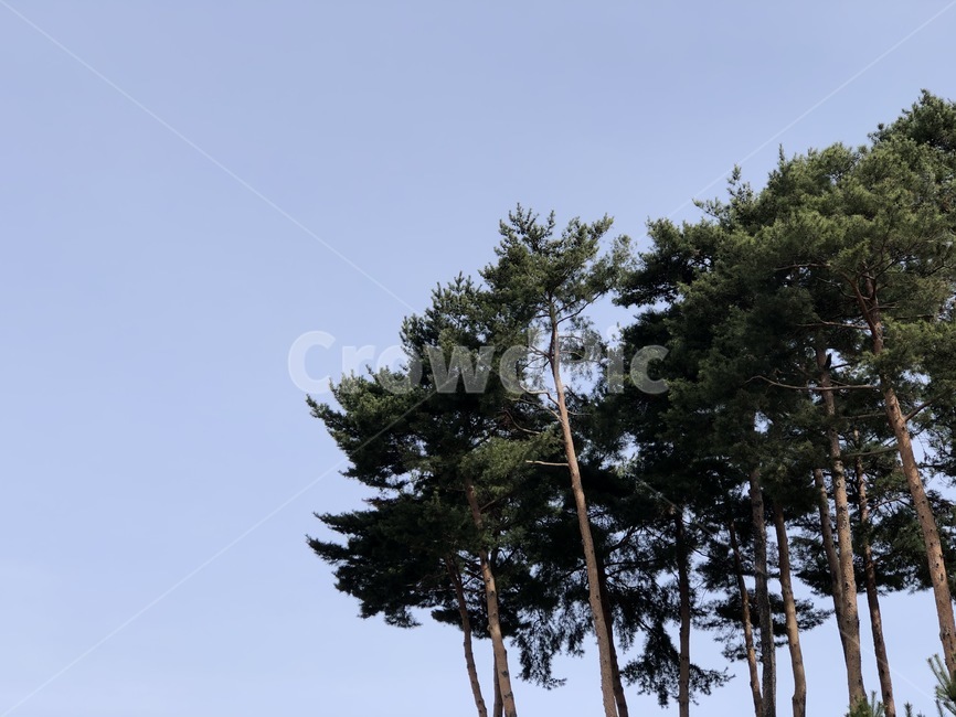 하늘,나무,식물,sky,tree,푸르름,하늘색,파란색