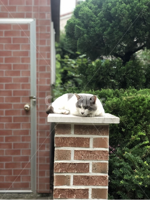 고양이,벽돌,나무,cat,brick,동물,동물,animal,포유류,mammal,고양이,cat,kitten,kitty