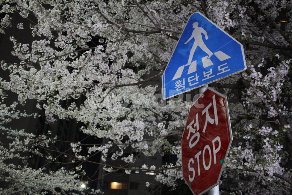 벚꽃,flower,꽃,봄꽃,spring,야경,봄,계절,spring,season,야경,밤,풍경,nightscape,night,landscape,교통,교통수단,traffic,transportation,sign,기호,symbol,상징,road sign,도로 표지판