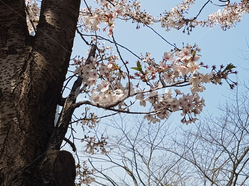 sky,spring,cherry blossom tree,Cherry Blossom,nature