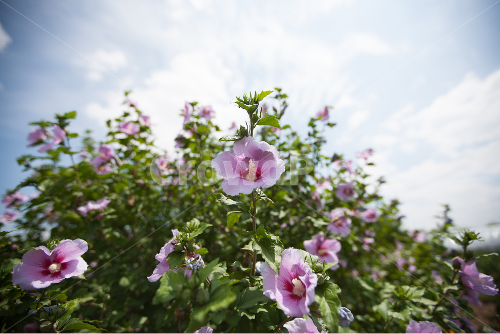 무궁화,무궁화꽃,국화,우리나라꽃,들꽃,여름꽃,봄꽃,식물,자연,plants,nature,꽃,flower