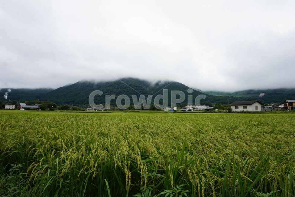 자연,nature,들,field,벼,시골,마을,풍경,landscape,country,rural,town