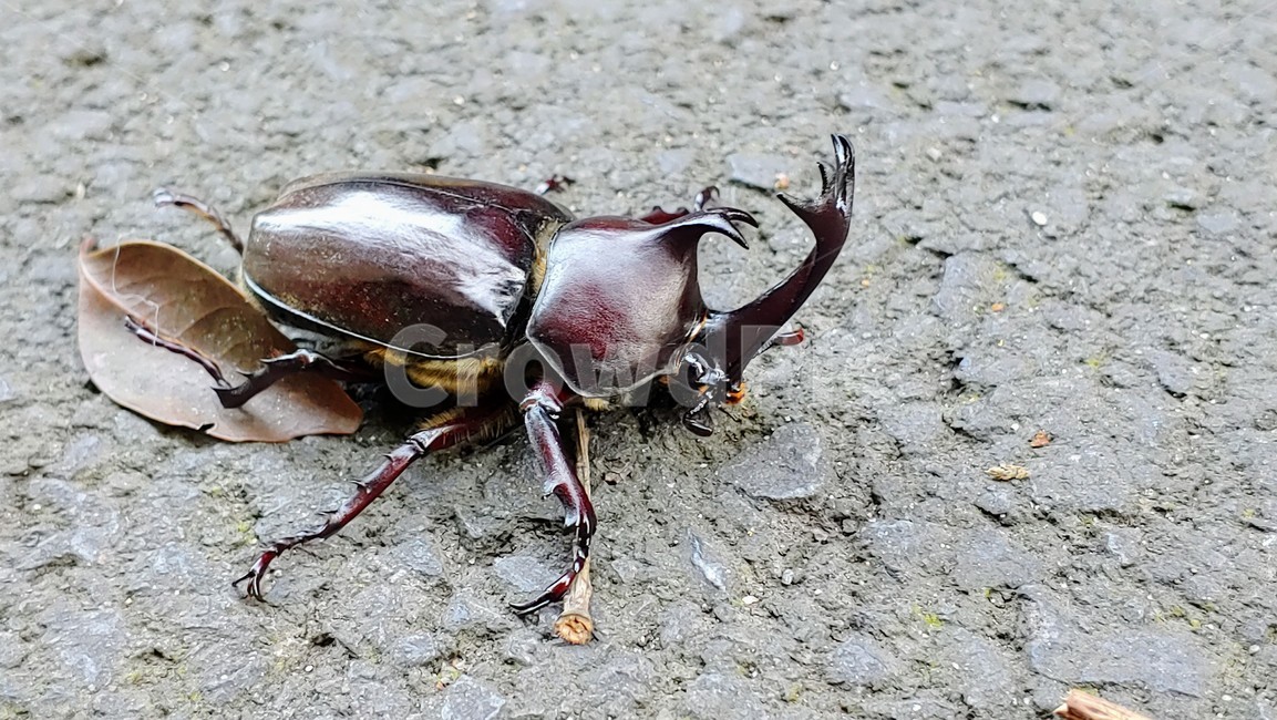 장수풍뎅이,장수풍뎅이수컷,큰뿔장수풍뎅이,trypoxylusdichotomus,koreanrhinocerosbeetle,코뿔소벌레,투구벌레