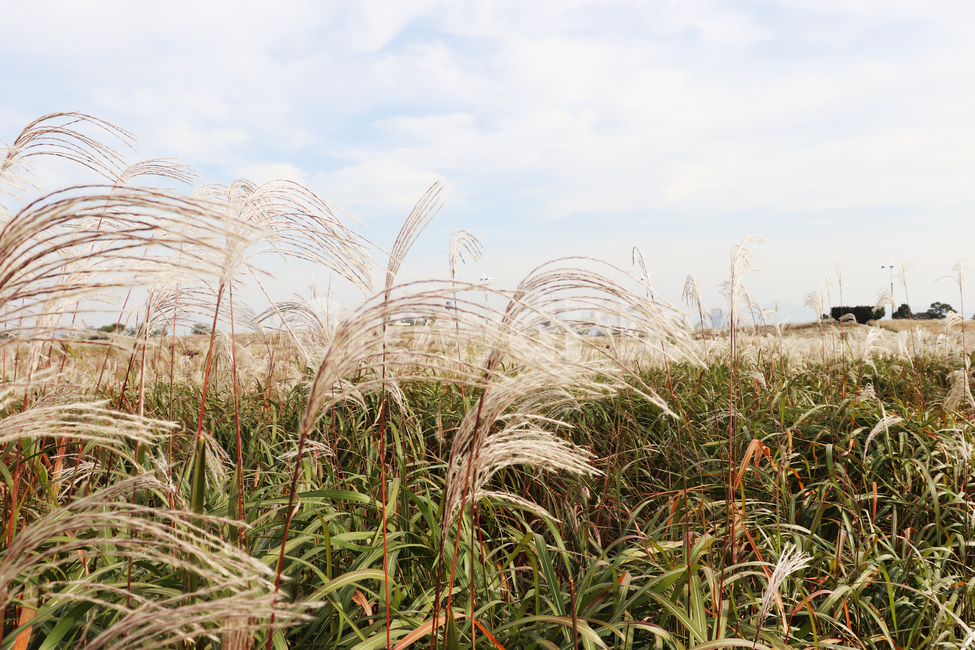 가을,배경,억새,갈대,길,식물,plant,fall,road,background,grass,잔디,reed,곡물