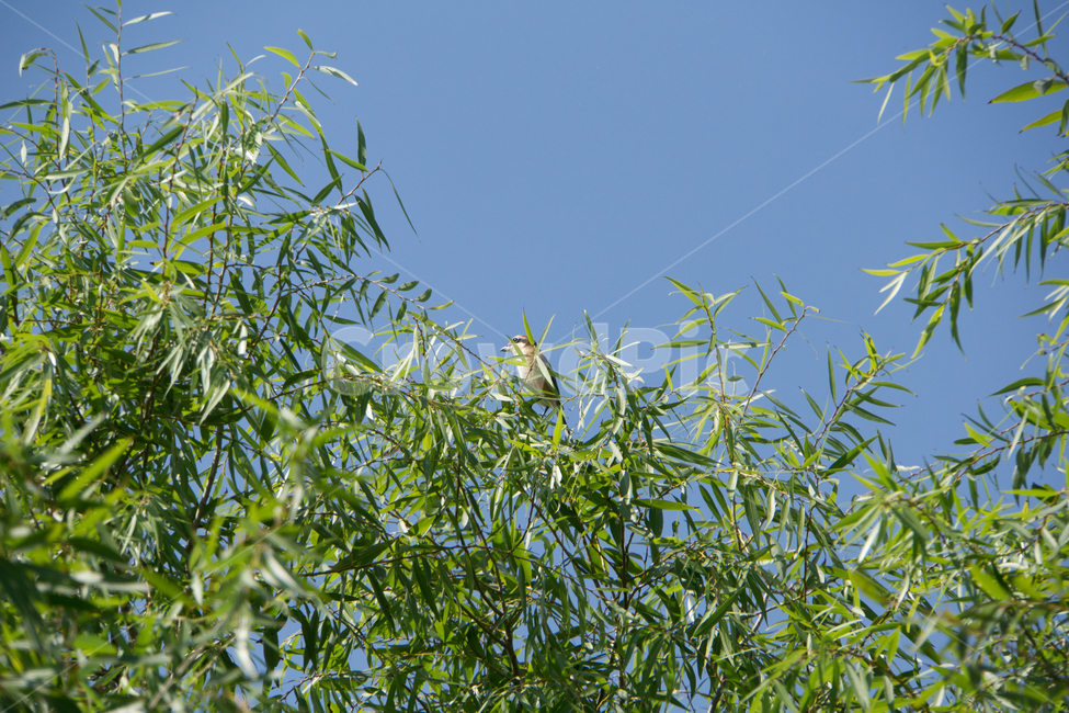 조류,탐조,새,텃새,철새,bird,동물,animal,조류,새,birds