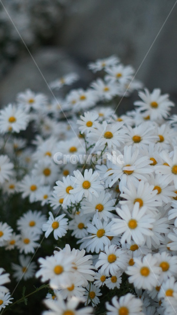 봄,봄꽃,꽃,화단,들꽃,식물,자연,plants,nature,꽃,flower