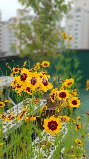 들꽃,옥상,바람,여름,낮