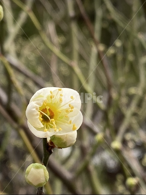 plant,식물,매화,도심꽃,봄꽃,개화