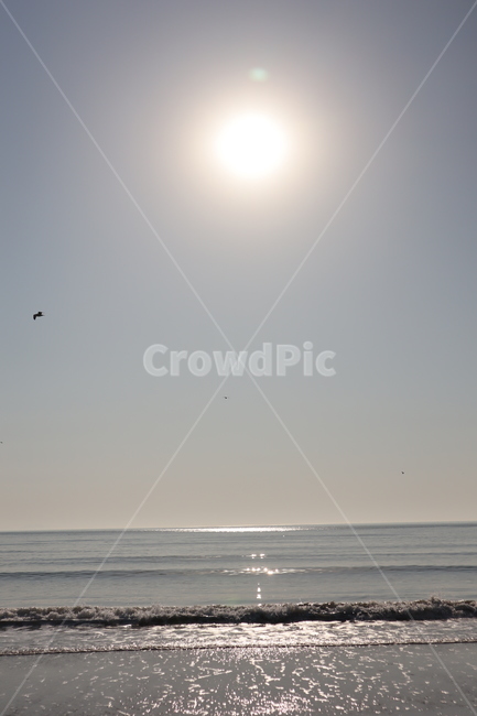 nature,자연,sea,바다,새,bird,갈매기,해,태양,바다해,햇빛