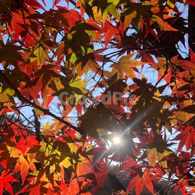 가을,단풍,단풍나무,가을단풍나무,내장산,가을내장산,내장산단풍나무,가을내장산단풍나무,가을,계절,fall,autumn,season