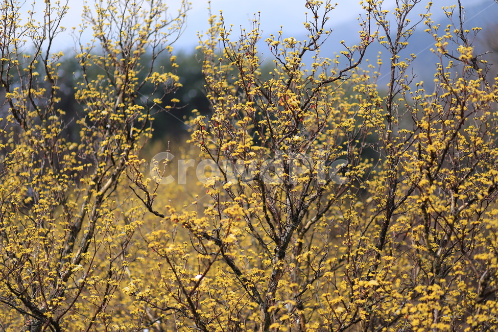 구례,산수유,꽃,봄,식물,자연,flower,노란,spring,color,yellow,nature,봄,계절,spring,season,식물,자연,plants,nature,꽃,flower,plant
