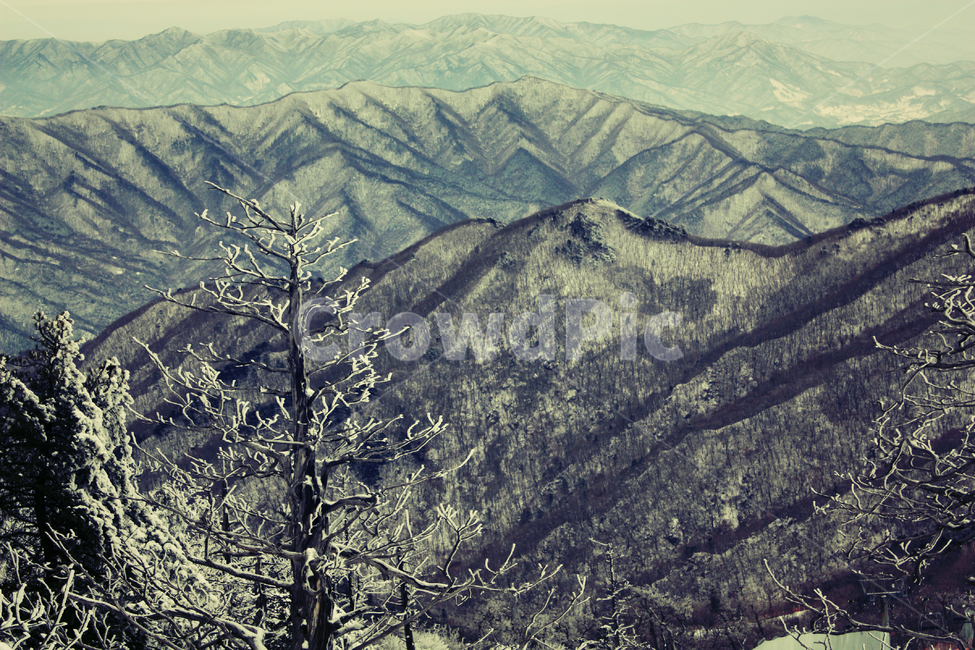 겨울,산,눈,능선,winter,snow,겨울,계절,winter,season,자연,풍경,nature,landscape,mountain range,산맥,outdoors,옥외,mountain,tree,나무,plant,식물