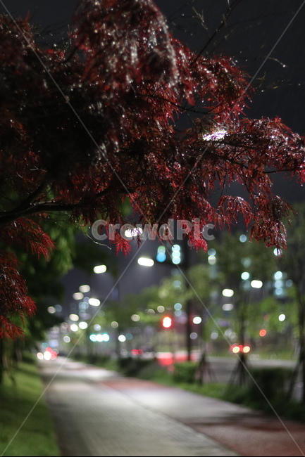 야경,홍공작나무,불빛,비,동네,봄,야경,밤,풍경,nightscape,night,landscape,식물,자연,plants,nature,tree,나무,plant,leaf,잎,ornament,장식,christmas tree,크리스마스 트리