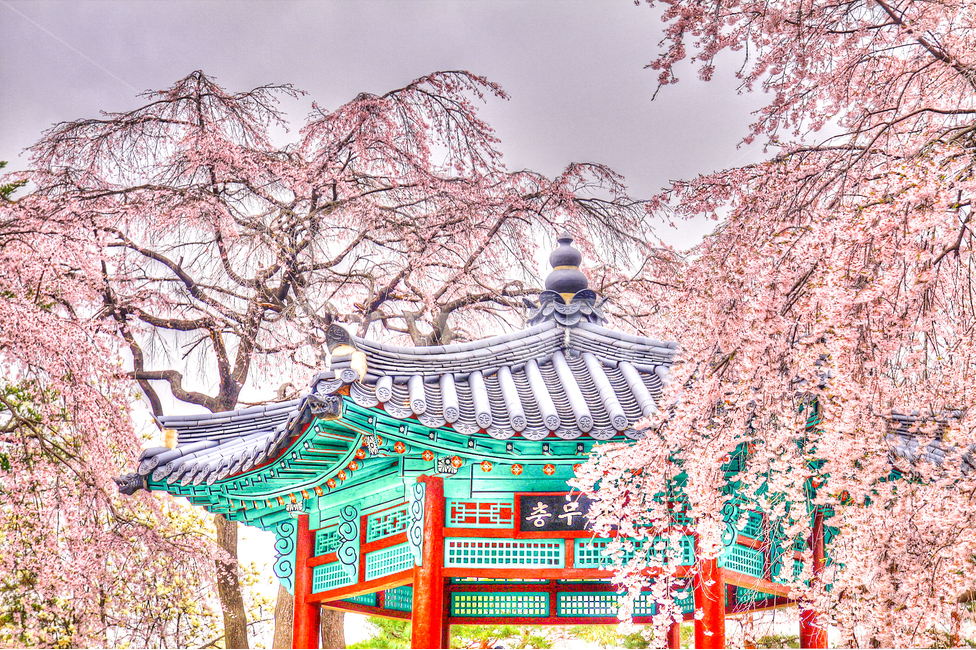 벚꽃,수양버들벚꽃,봄,꽃,벚꽃놀이,Spring,cherryblossom,flower,korea,landscape,자연풍경,풍경,자연,춘계,봄,계절,spring,season,한국전통,한국문화,korean traditional,korean culture,건축물,건물외관,exterior,building,structure,architecture,construction,plant,식물