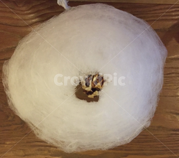 음식,food,솜사탕,cottoncandy,커피,아이스크림,디저트,간식,후식,dessert,snack