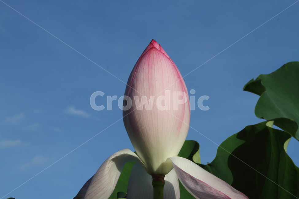 연,연꽃,꽃,식물,lotus,식물,자연,plants,nature,꽃,flower
