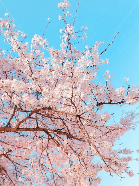 꽃,벚꽃,분홍색꽃,풍경,예쁜꽃