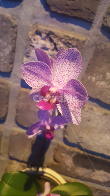 꽃,생화,근접,flower,화분