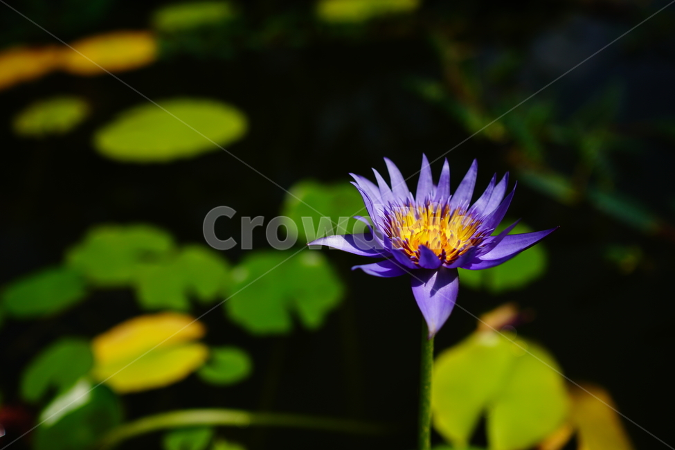 수련,연꽃,연못,식물,수생식물,자연,여름,8월,summer,august,nature,풍경,landscape,플라워,flower,plants,aquaticplant,lotus,pond,waterlily,수련꽃,이파리,잎,수풀,수초,여름꽃,꽃사진,식물,자연,plants,nature,꽃,flower