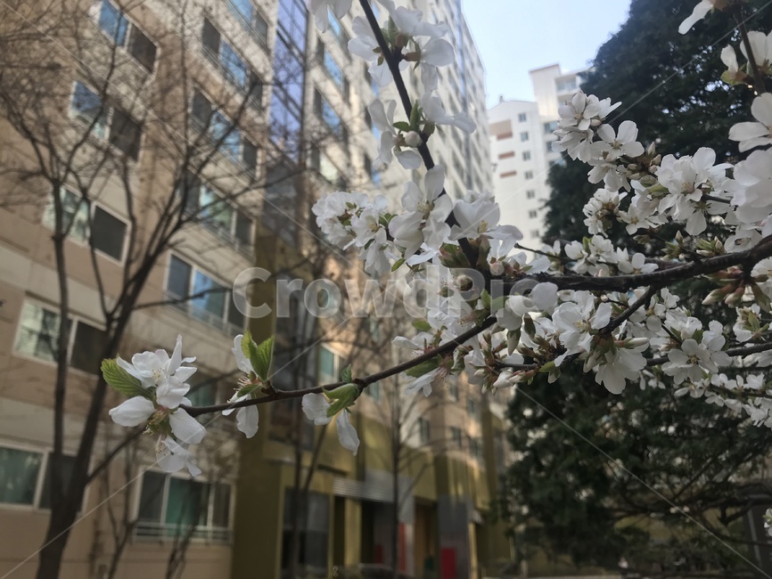 꽃,나무,봄,식물,벚꽃