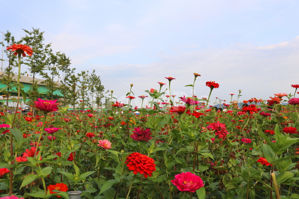 백일홍,꽃,백일홍꽃,식물,자연,국화과,식물,자연,plants,nature,꽃,flower
