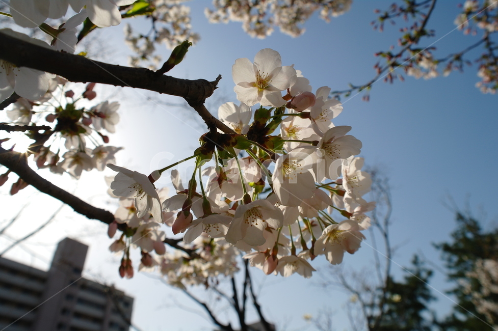꽃,벚꽃,벚꽃축제,나무,flower,cherryblossom