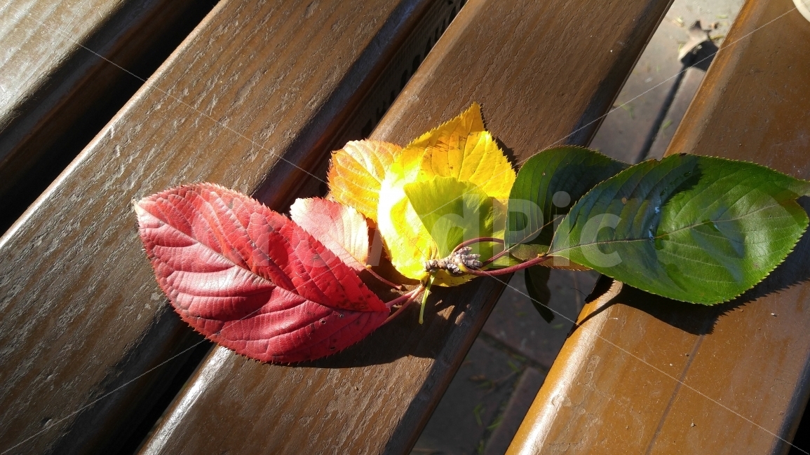 가을,낙엽,자연,단풍,사랑,가을,계절,fall,autumn,season,식물,자연,plants,nature,leaf,잎,plant