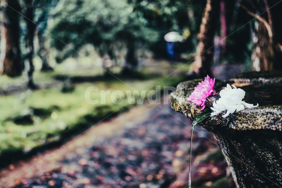 일본,오사카,교토,풍경,감성,식물,자연,plants,nature,꽃,flower,감성,sensible,feeling