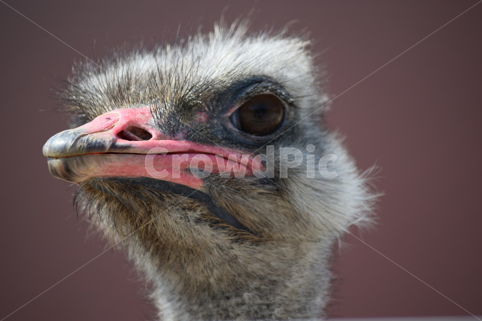 타조,타조머리,동물,아프리카,야생,동물,animal,조류,새,birds
