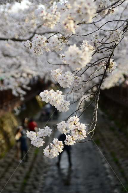 벚꽃,진해,군항제,로망스,여좌천,하천,나무,봄,계절,spring,season,꽃,flower,plant,식물,blossom