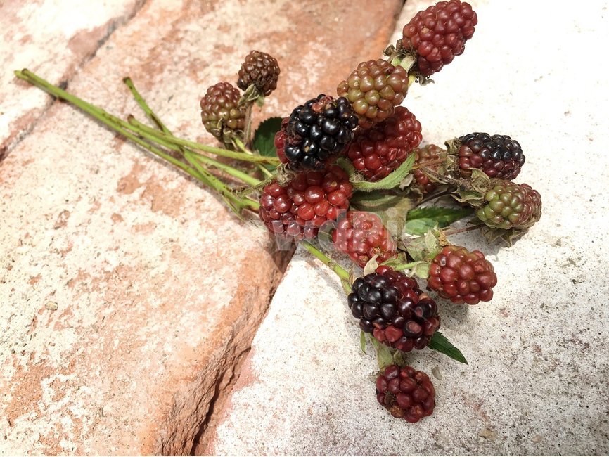 raspberry,fruit,과일,plant,식물,food,음식,블랙베리,산딸기,벽돌
