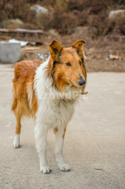 개,강아지,콜리,보더콜리,노견,동물,animal,포유류,mammal,개,강아지,dog,doggy