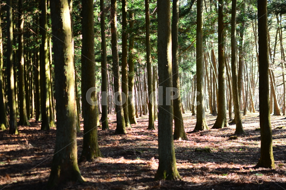숲,나무,제주도,절물자연휴양림,풍경,nature,landscape,jeju,jejuisland,삼나무,숲길,제주,피톤치드,휴양림,녹색,산책로,휴양,등산로,자연휴양림,땅,흙,식물,plants,trees,wood,힐링,rest,relaxation,healing,태양,햇빛,그늘,바람,시원한,숲속,산책,마음정화,자연,자연,풍경,nature,landscape,tree,plant,tree trunk,나무 줄기