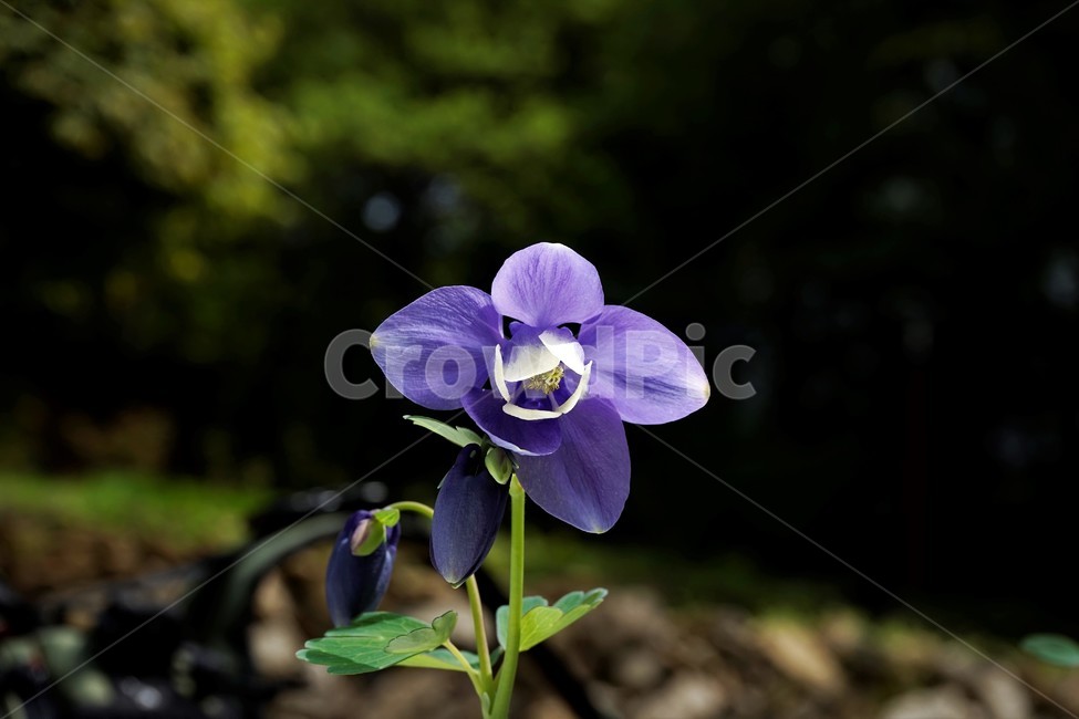 매발톱꽃,봄,만개,aquilegia,bud,columbine