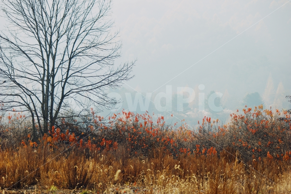 가을,풍경,경치,나무,단풍,인제,강,새,고요,아침,경관,자연,풍광,nature,landscape,한국자연풍경,한자연경관,koreanaturelandscape,감성,감정,sensible,feeling,emotion,계절,season,마을,rural,한국전통,한국문화,koreatraditional,koreaculture,plant,trees,wood,가을,계절,fall,autumn,season,자연,풍경,nature,landscape,식물,plants,나무,trees,wood