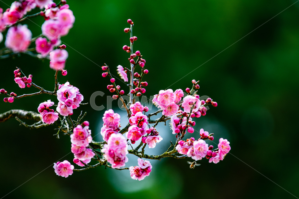 봄,꽃,홍매화,힐링,감성,봄,계절,spring,season,식물,자연,plants,nature,꽃,flower,plant