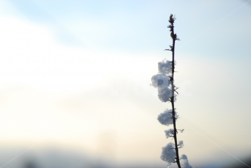 눈꽃,겨울,눈,snow,나무가지,겨울,계절,winter,season,감성,sensible,feeling