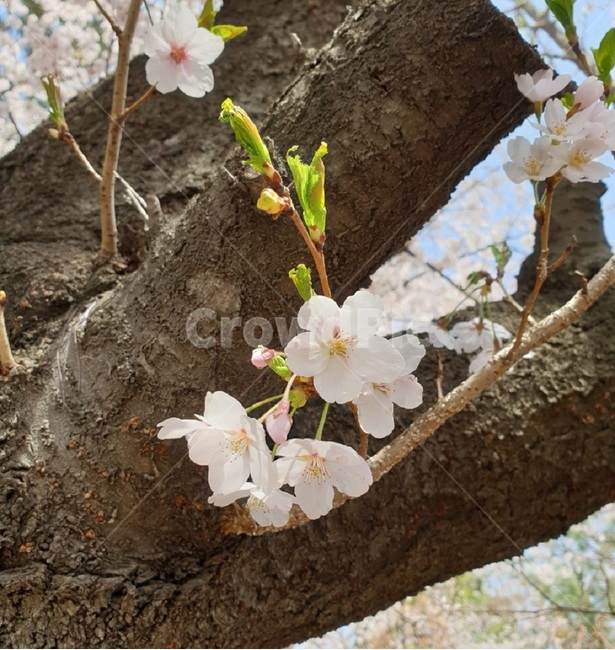 plant,식물,벚꽃,blossom,flower