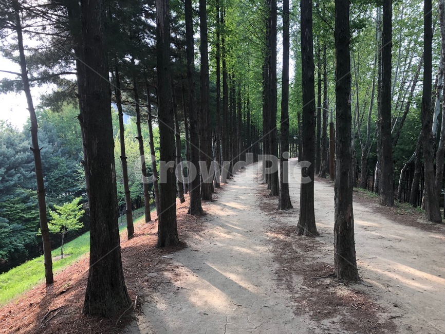 tree,잎사귀,forest,숲속,mountain,산