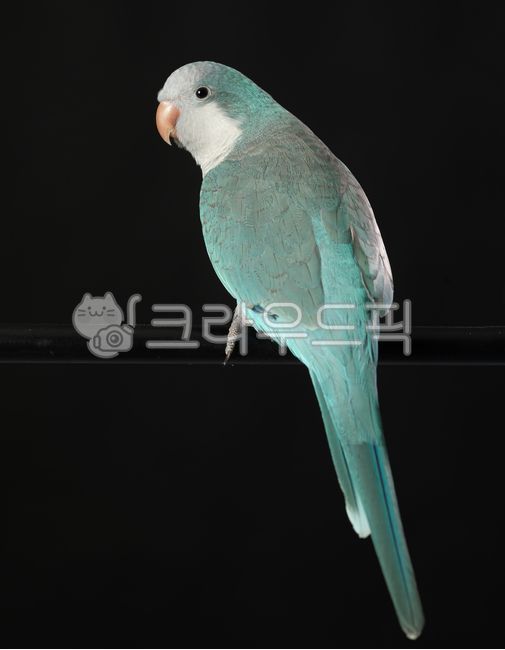 잉꼬, 앵무새, 새, parakeet, parrot, 사진,이미지,일러스트,캘리그라피 - Njsi0427작가