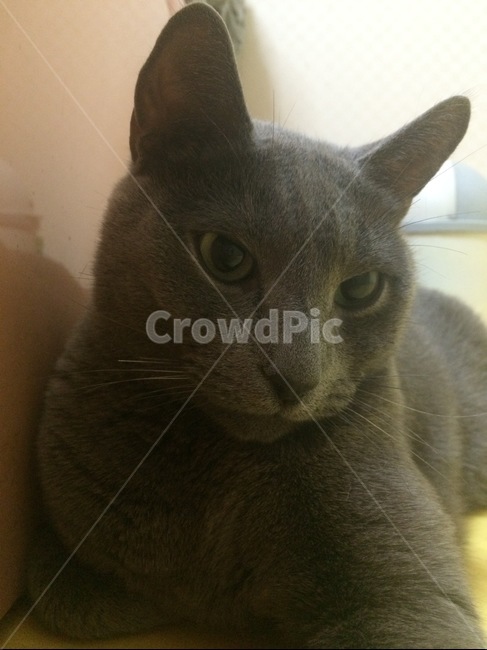animal,동물,cat,고양이,애완동물,pet,예쁜,러시안블루