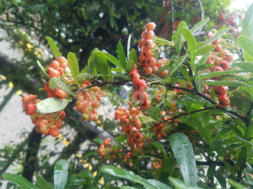 plant,식물,fruit,과일,열매